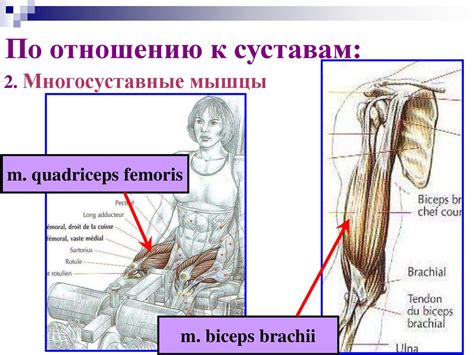 Основы биомеханики - презентация онлайн