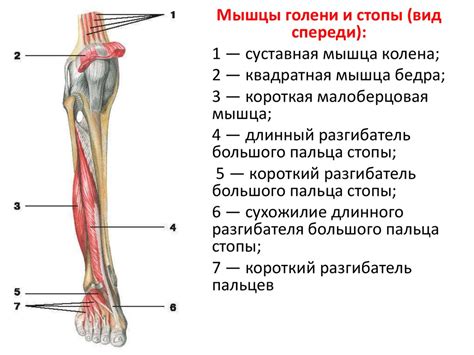 Нижняя конечность - презентация онлайн