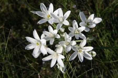 Птицемлечник (50 фото) - виды, уход и посадка в открытом грунте