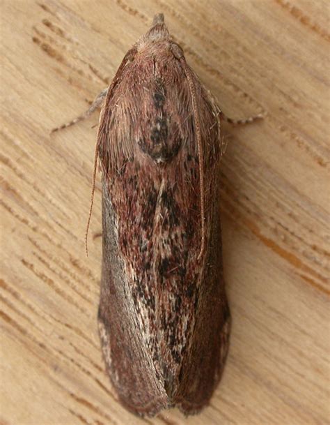 Galleria mellonella