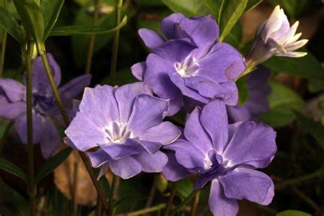 Барвинок (60 фото): сорта, правильный уход и выращивание
