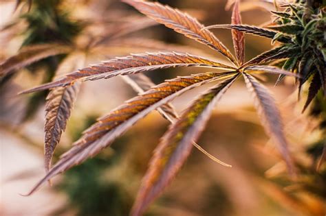 Premium Photo | Background nature cannabis plant leaf