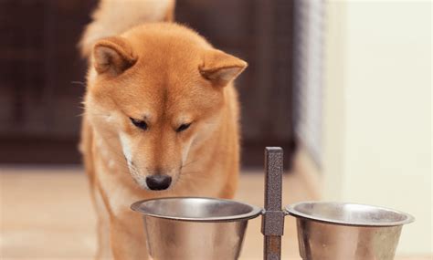 The Importance of Cleaning Pet Bowls Regularly