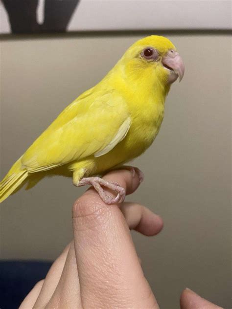 Lutino Parrotlet