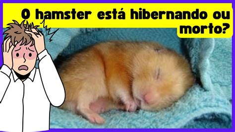 Como Saber Se O Hamster Morreu - Como saber se seu HAMSTER está hibernando ou morto - YouTube