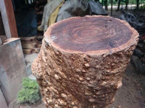 nhung thong tin ve  chiu liu va ung dung nhu  nao trong doi song