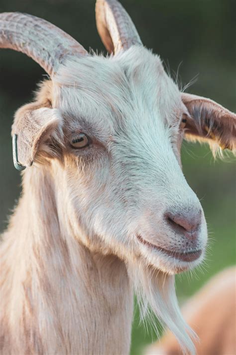 close   goat  countryside  stock photo