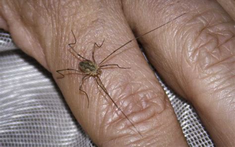 The Harvestman | Salish Magazine