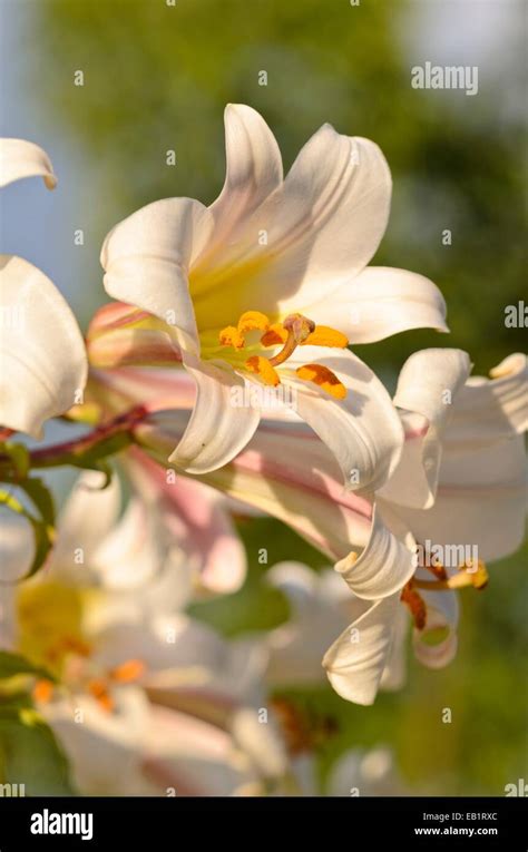 Lilium regale hi-res stock photography and images - Alamy