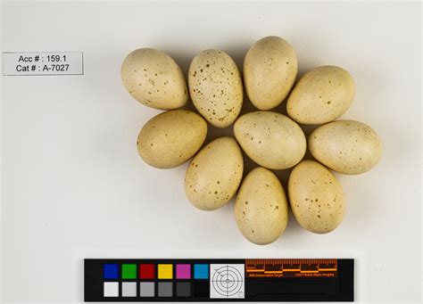 Bonasa umbellus | Bird Eggs of Canada