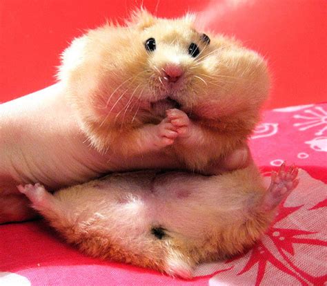 fat hamster on Tumblr