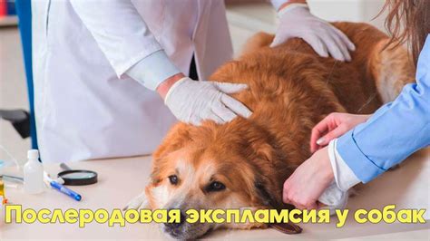 ПОСЛЕРОДОВАЯ ЭКЛАМПСИЯ У СОБАК - Причины, Симптомы и Методы Лечения ...