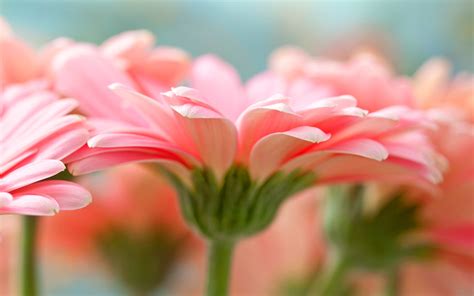 Gerbera Daisies Wallpaper (49+ images)