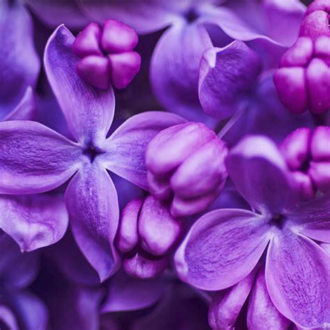 violet / Définition VIOLET