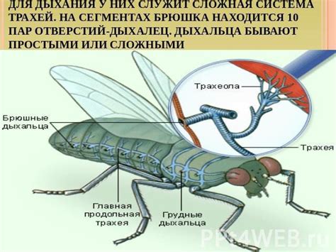 Дыхальца насекомых расположены на: 1)Голове 2)Груди 3)Брюшке - Школьные ...