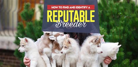 find  identify  reputable dog breeder top dog tips
