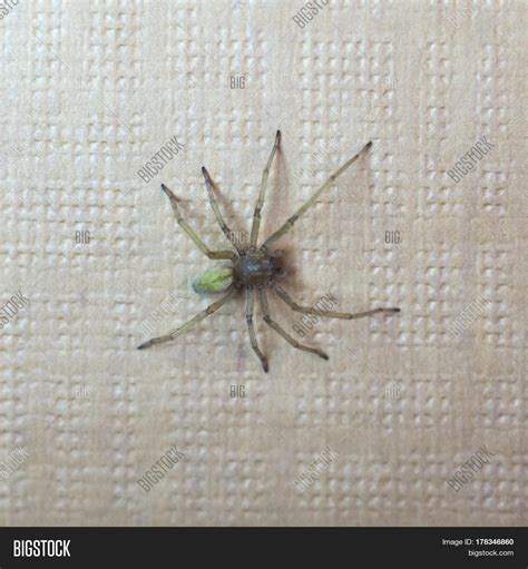 Spider Arachnide Image & Photo (Free Trial) | Bigstock