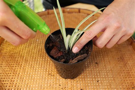 How to Use Rooting Hormone