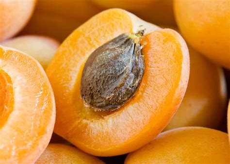 Apricot Seed