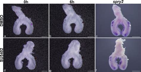In vitro FGF signaling inhibition, by bead implantation, in chick lung ... 