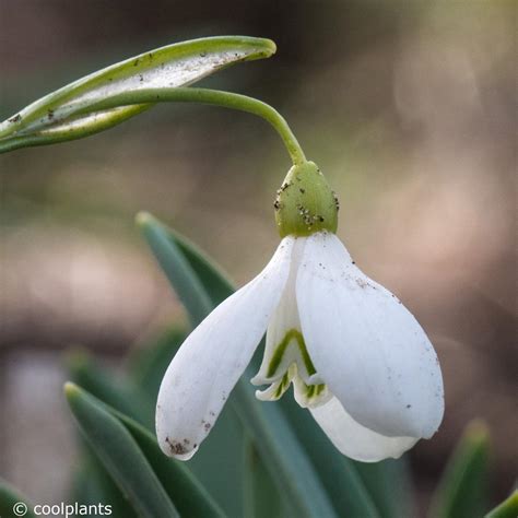 Galanthus alpinus var alpinus - buy snowdrops at Coolplants