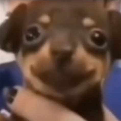 Terrier dog - Создать мем - Meme-arsenal.com