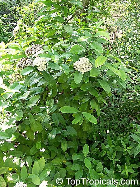 Ixora finlaysoniana, Ixora fragrans (Common name: Fragrant Ixora) | Top ...