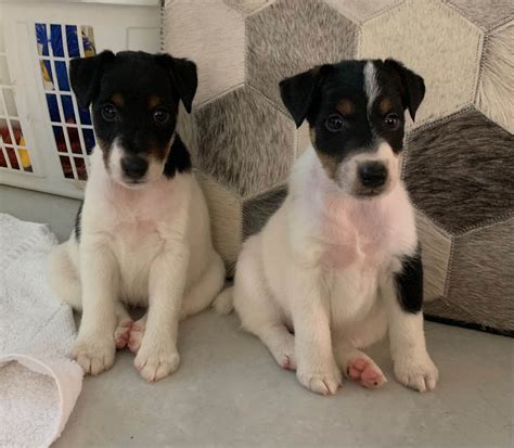 Smooth Fox Terrier Puppies For Sale In Florida