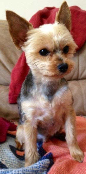 Pin on yorkie haircuts