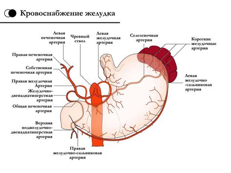 Клиническая анатомия брюшной полости - презентация онлайн