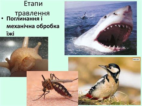 Травлення. Типи живлення у тварин - презентация онлайн