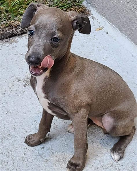 A secret discount for los angeles ca greyhound was just revealed 3