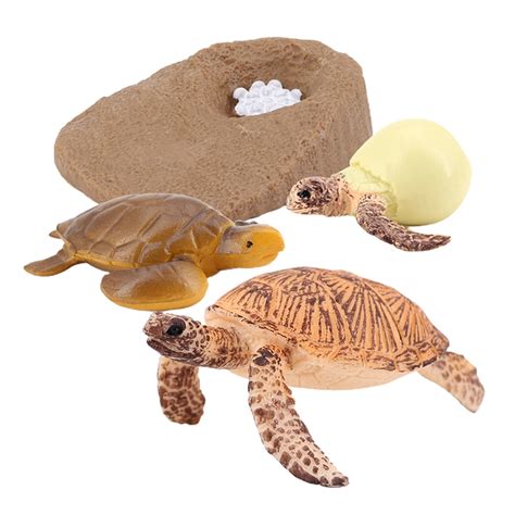 Turtle Life Cycle For Kids 3