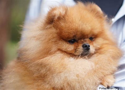 Cotton Ball Pomeranian