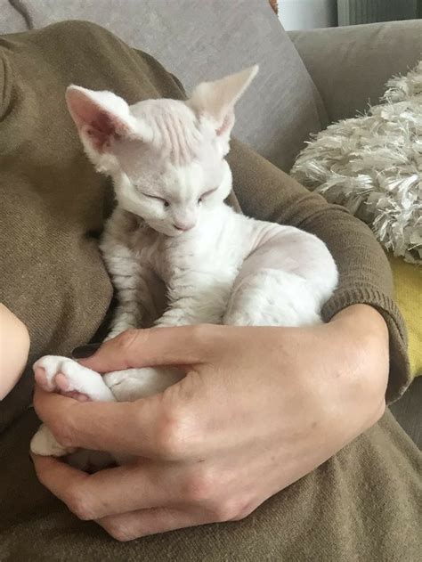 Пин от пользователя sgjstj afbafbwfn на доске dog | Котята, Котопес ...