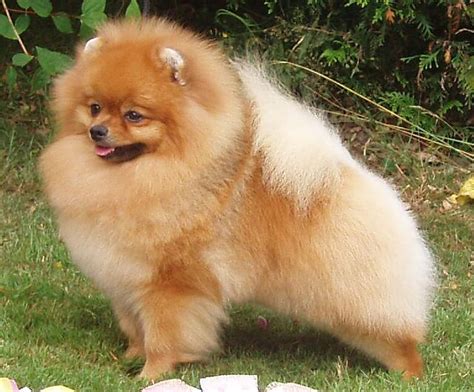 Pomeranian dog - Wikipedia