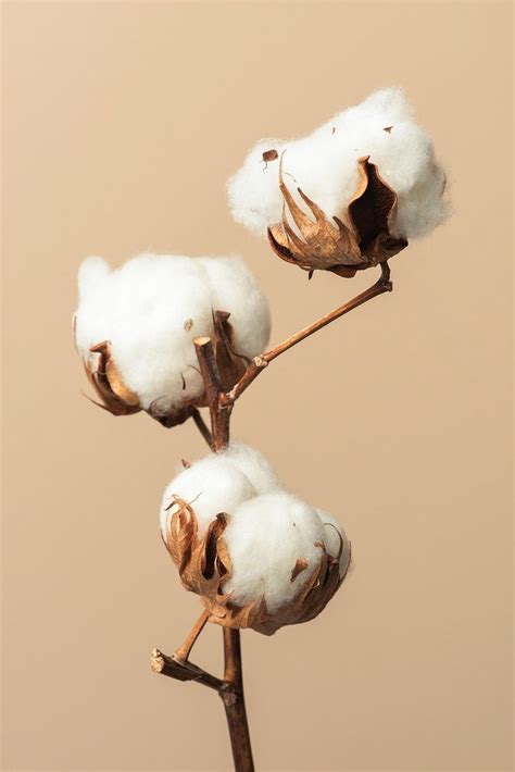 Download premium image of Dried fluffy cotton flower branch on a beige ...