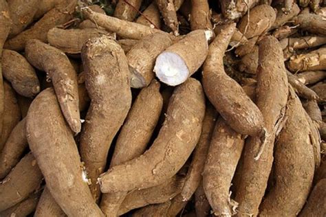 Тапіока: новий продукт, який зміцнює імунну систему | FoodOboz