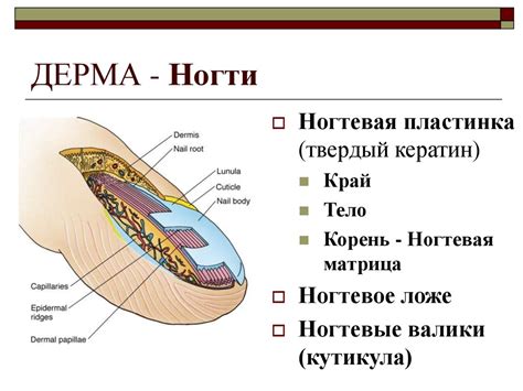 Кожа. Железы кожи, волосы, ногти - презентация онлайн