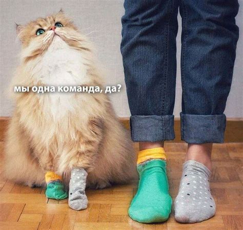 Команда | Пикабу