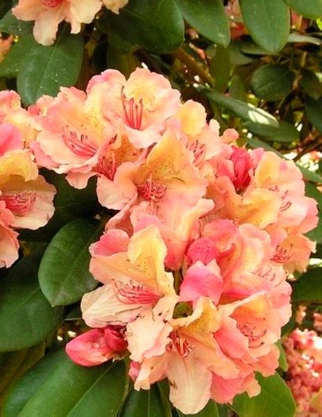 Рододендрон вечнозеленый "Флаутандо" 1 саженец