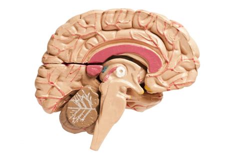 corpus callosum function  disorders