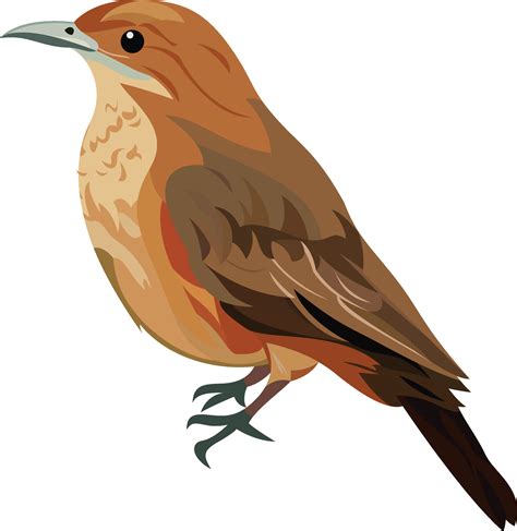 The Rufous Hornero, Argentina national bird vector illustration , Furnarius rufus ovenbird ...