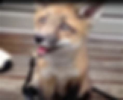 Russians Are Trying To Turn Foxes Into Pets—But They Noticed A Weird ...