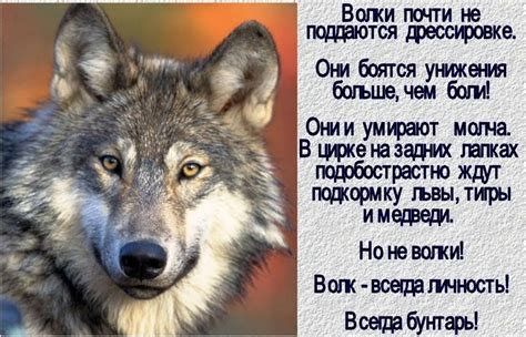 Про волков.