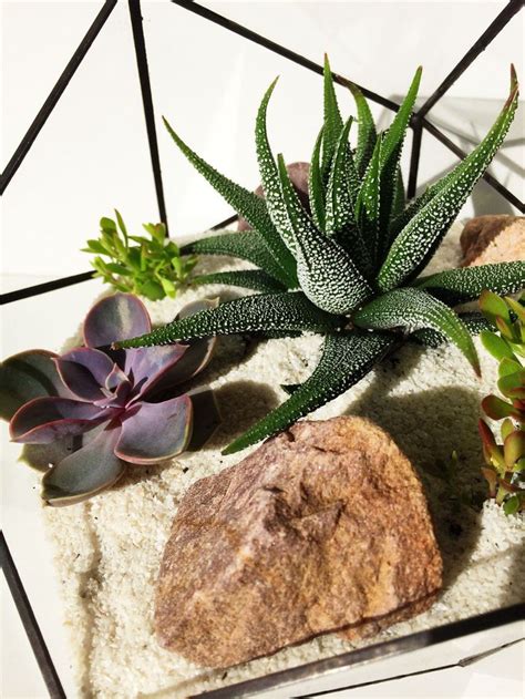 Кусочек флорариума Виктории. 🌵 Ждем ваших заказов! #fashionstyle # ...