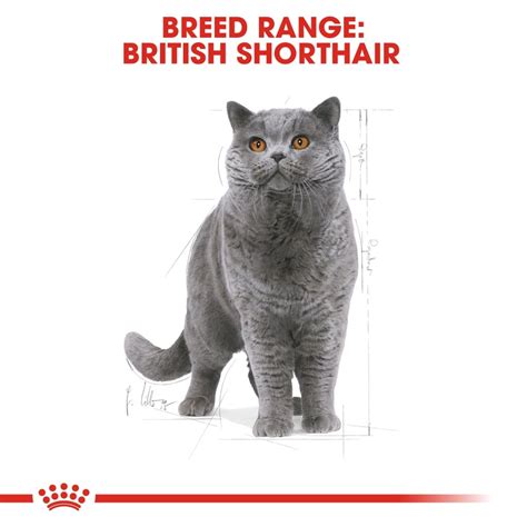 ROYAL CANIN® British Shorthair Adult 2kg – Superpet Warehouse
