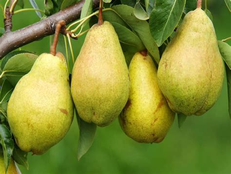 گلابی سیبری اصفهان؛ تازه آبدار شیرین مغذی حاوی ویتامین (B1 B6 B12 ...