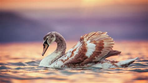 Swans in the sea and beautiful sunset, Varna, Bulgaria | Windows ...