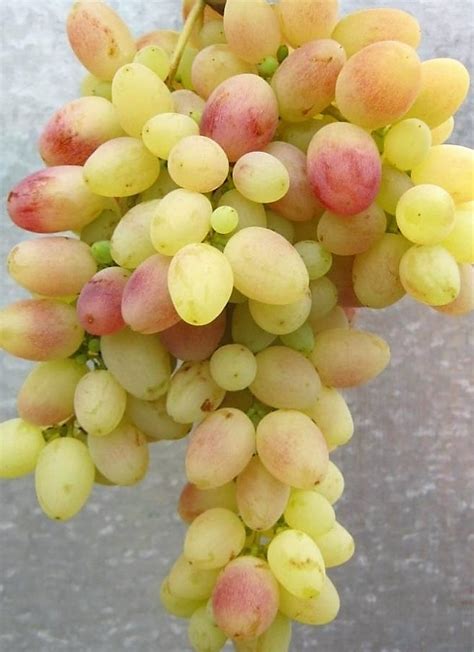 Виноград Тасон Описание Фото – Telegraph
